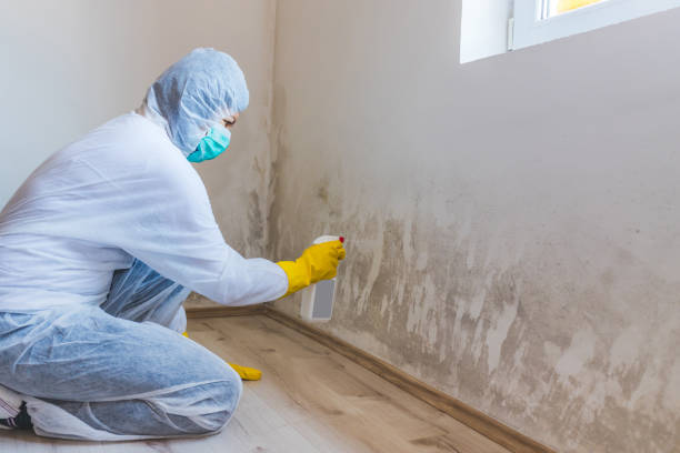 Licensed Black Mold Remediation service in Haledon, NJ - Car Mold Remediation