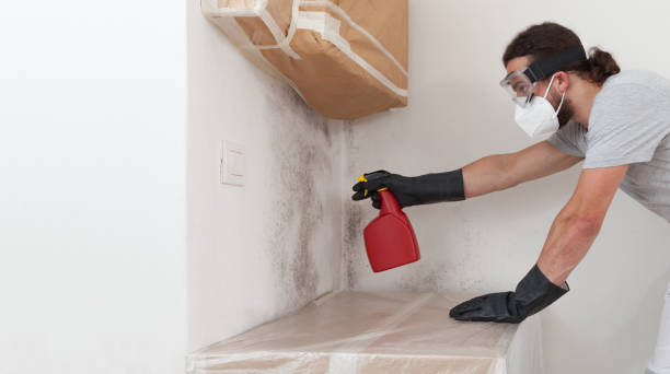 Professional Black Mold Remediation technician working in Haledon, NJ