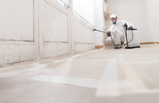 24/7 Emergency Black Mold Remediation experts in Haledon, NJ