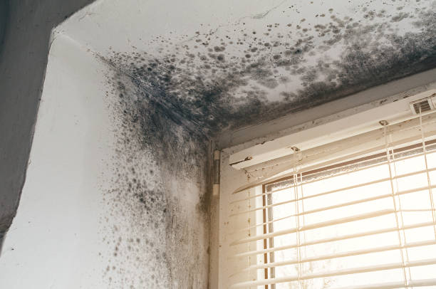 Affordable Black Mold Remediation solutions in Haledon, NJ